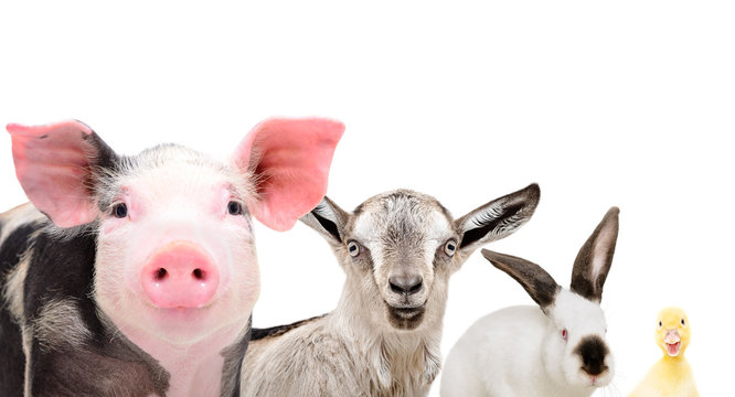 Portrait of cute farm animals, closeup, isolated on white background