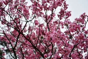 Cherry bloom intaipei