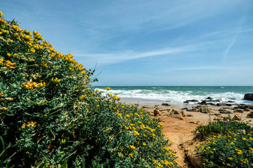 Landscape with Cliff and Dunes at the Beach near Albufeira Portugal in Summer