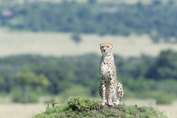 Cheetah (Acinonix jubatus) sitting on termite hill looking over savanna, Masai Mara, Kenya