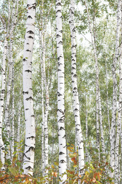 Fototapeta Beautiful birches in forest in early autumn