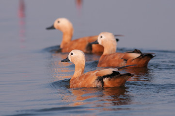 Ruddy shelduck in the lotus pond