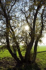 Grossenstein / Germany: Tree at the edge of a small farm track in Eastern Thuringia on a sunny day at the end of October