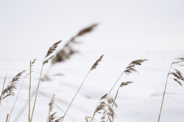 Winter landscape. Gulf of finland. Weeds of grass in snow. Russian nature.