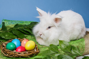 easter bunny sitting on grass near nest with colorful eggs blue background