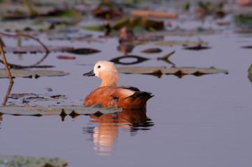 Ruddy shelduck in the lotus pond