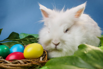 easter bunny sitting on grass near nest with colorful eggs blue background
