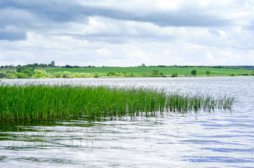 Spring landscape a large lake with areas of rising young cane.