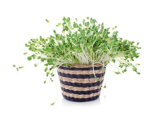 Naklejka premium pea sprouts isolated on white background