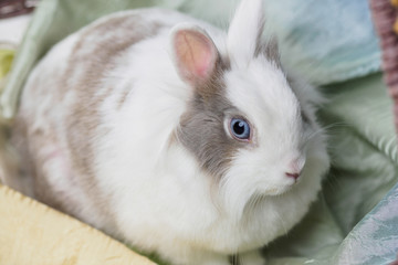 White bunny sitting in a basket on a white background