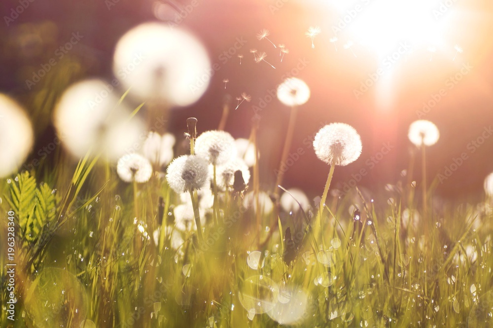 Leinwandbilder fluffy dandelions glow in the rays of sunlight at sunset in nature on a meadow. beautiful dandelion 