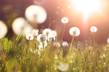 Les pissenlits moelleux brillent dans les rayons du soleil au coucher du soleil dans la nature sur un pré. De belles fleurs de pissenlit au printemps dans un champ en gros plan dans les rayons dorés du soleil.