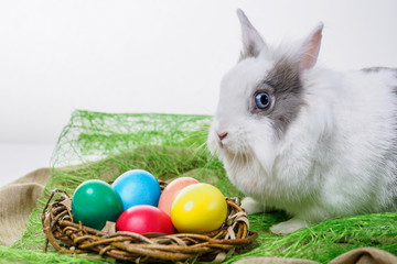 Easter bunny sitting near a nest with colorful eggs on a white background
