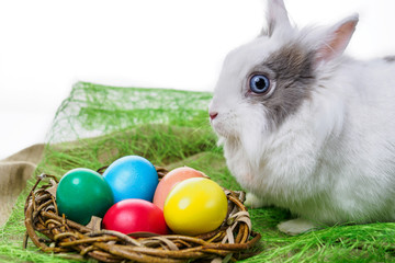 Easter bunny sitting near a nest with colorful eggs on a white background