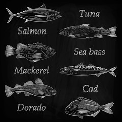 A set of painted popular sea fish and their names.. Tuna, salmon, cod, sea bass, mackerel, dorado. Sketch and hand drawing, vector illustration