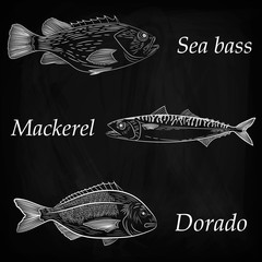A set of painted sea fish. Mackerel, dorado, sea bass. Vector illustration