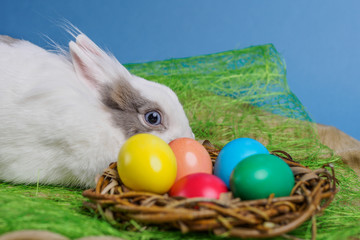 Easter bunny sitting near nest with colorful eggs blue background