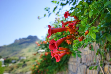 Climbing the fence kampsis with beautiful orange flowers on a blurred landscape background.