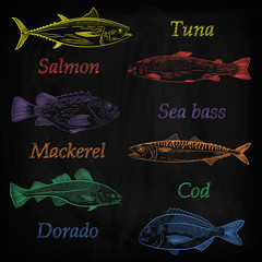 A set of painted popular sea fish and their names.. Tuna, salmon, cod, sea bass, mackerel, dorado. Sketch, color pattern, vector illustration