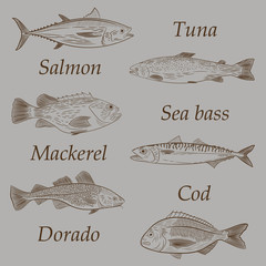 A set of popular sea fish swimming in a different direction. Tuna, cod, dorado, salmon, sea bass, mackerel. Sketch, vector illustration