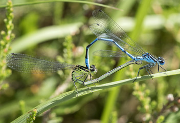 Azure Damselflies