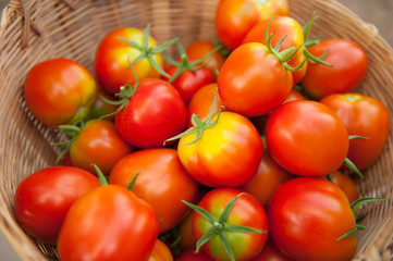 Organic tomatoes in bamboo basket.