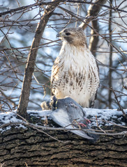  red-tailed hawk, Buteo jamaicensis
