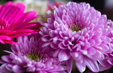 Head of pink aster flower