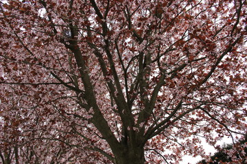 ciliegio in fiore