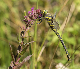 Golden-ringed Dragonfly
