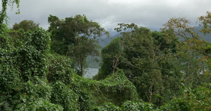 Jungle Bushes, Costa Rica, Native Version