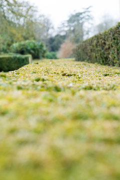 Green hedge in a formal gardens with blurred garden background