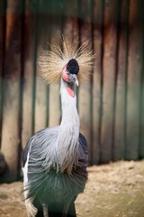 Fototapeta premium Crowned crane looking at the camera