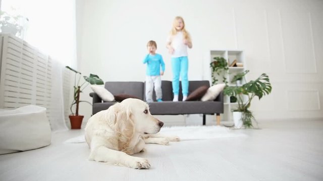 Brother And Sister Jumping On The Couch In The Living Room. The Golden Retriever Lies On The Floor. Life Of Domestic Pets In The Family.