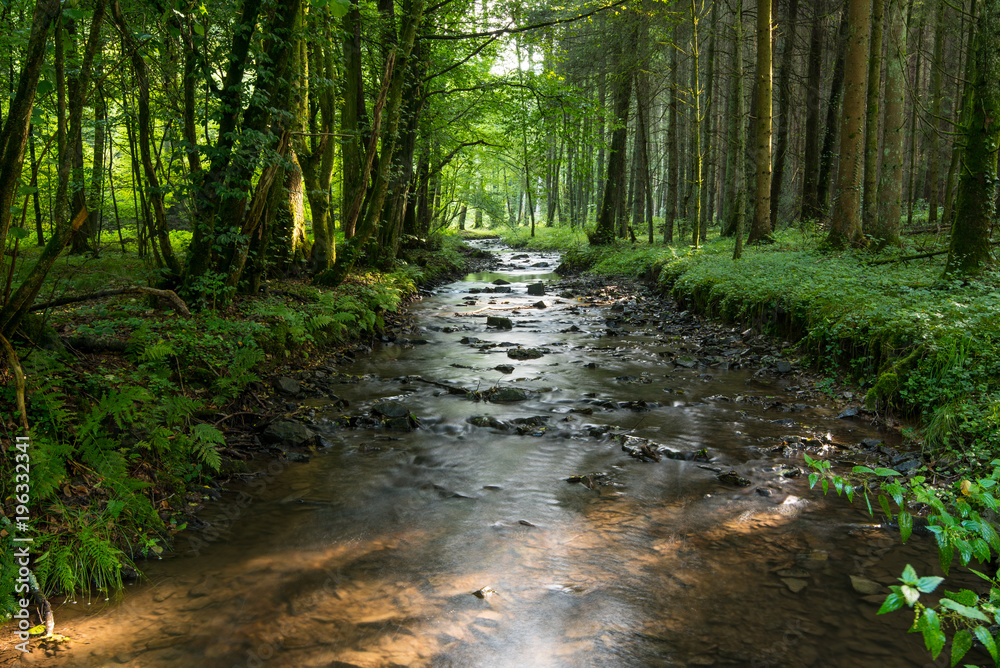 Wall mural leuchtender Wald mit Fluss und Sonnenlicht