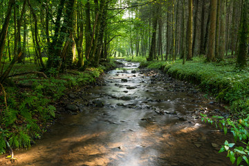 leuchtender Wald mit Fluss und Sonnenlicht