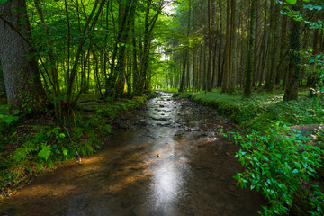 leuchtender Wald mit Fluss und Sonnenlicht