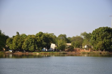 Fototapeta na wymiar Mangrove sur les rives de Janjangbureh (Gambie)