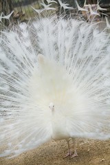 Beautiful bird white peacock