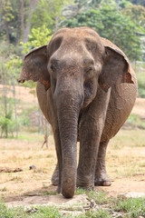 Fototapeta na wymiar Asian elephant Elephas maximus in Pinnawala orphanage