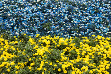 Ukrainian flag of flowers