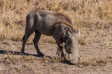 Africa. A warthog is eating grass. Safari in Africa. Warthogs are looking for food. Kenya. Travel to Kenya.