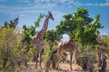 Africa. Giraffes eat leaves of trees. Safari in Africa. Herd of giraffes. Kenya. Travel to Kenya.