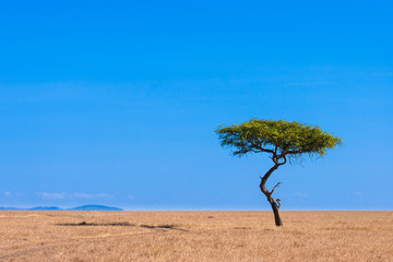 Africa. A lonely tree against a blue sky. Safari in Africa. African steppes with a lonely tree. Kenya. Travel to Kenya.
