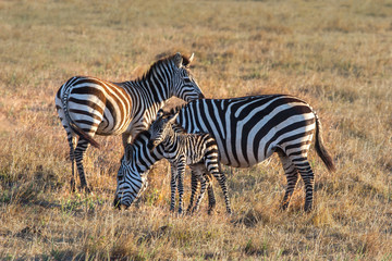 Fototapeta na wymiar Africa. Zebras with the cub. Safari in Africa. Three zebras with a baby. Kenya. Travel to Kenya.