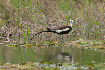 Pheasant-tailed Jacana (Hydrophasianus chirurgus)
