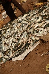 Tanje: Port de pêche et marché aux poissons sur la plage (Gambie)