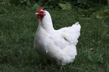 A white hen on a green lawn