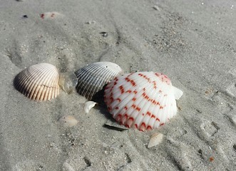 Light seashells on sand background in Atlantic coast of North Florida