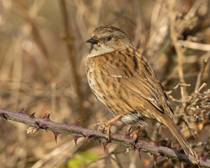 Dunnock